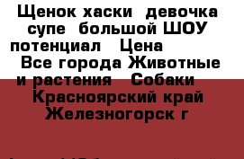 Щенок хаски, девочка супе, большой ШОУ потенциал › Цена ­ 50 000 - Все города Животные и растения » Собаки   . Красноярский край,Железногорск г.